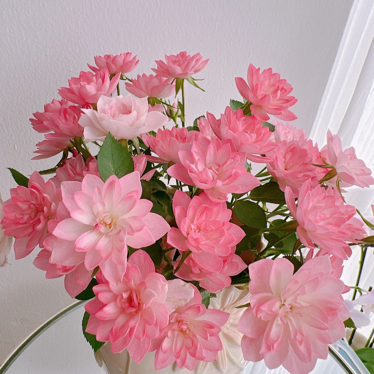 Miniatura Rosa Chinensis-Estrellas Loto Celestial🌺