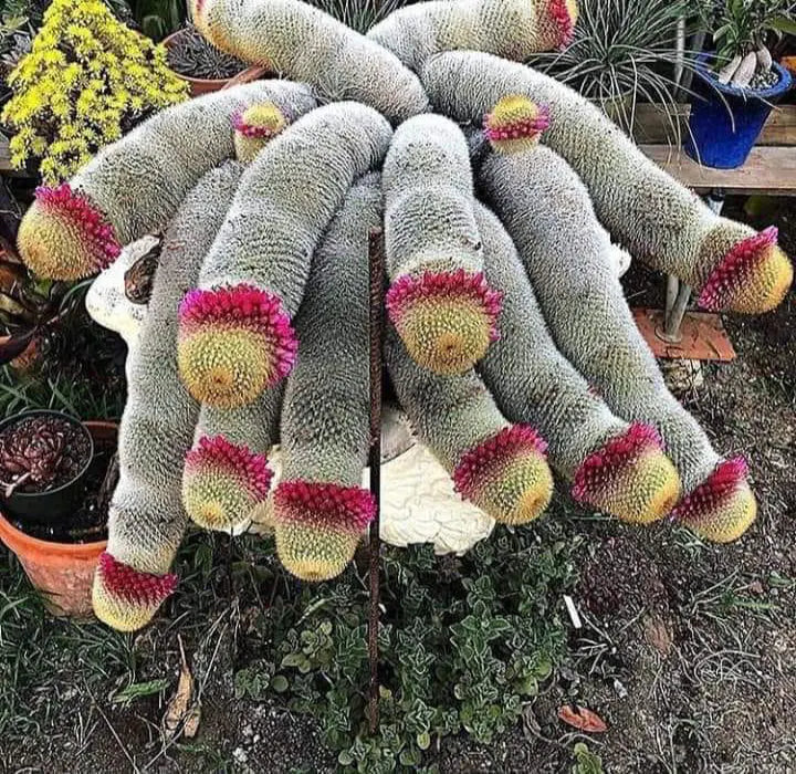 Las semillas de la planta de flor de cactus Mammillaria Matudae