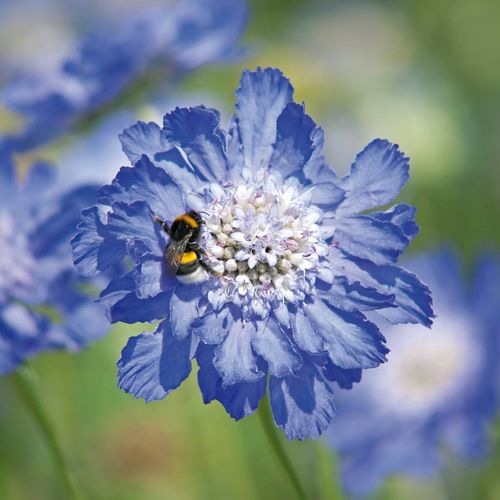 Semillas de Scabiosa Comosa