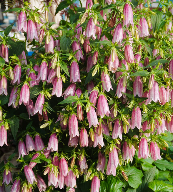 Semillas de Campanula Punteada