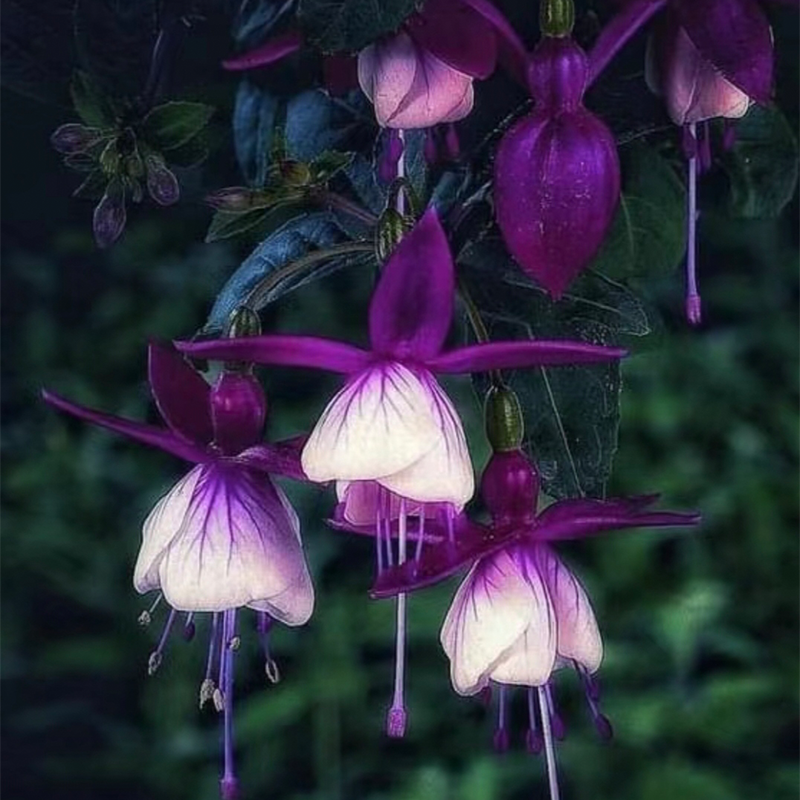 🌼Linterna china