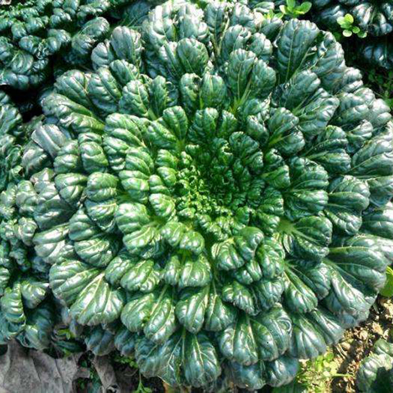 Brassica Narinosa (WuTat Choy) Seeds