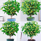 Four Seasons Osmanthus Tree Seeds