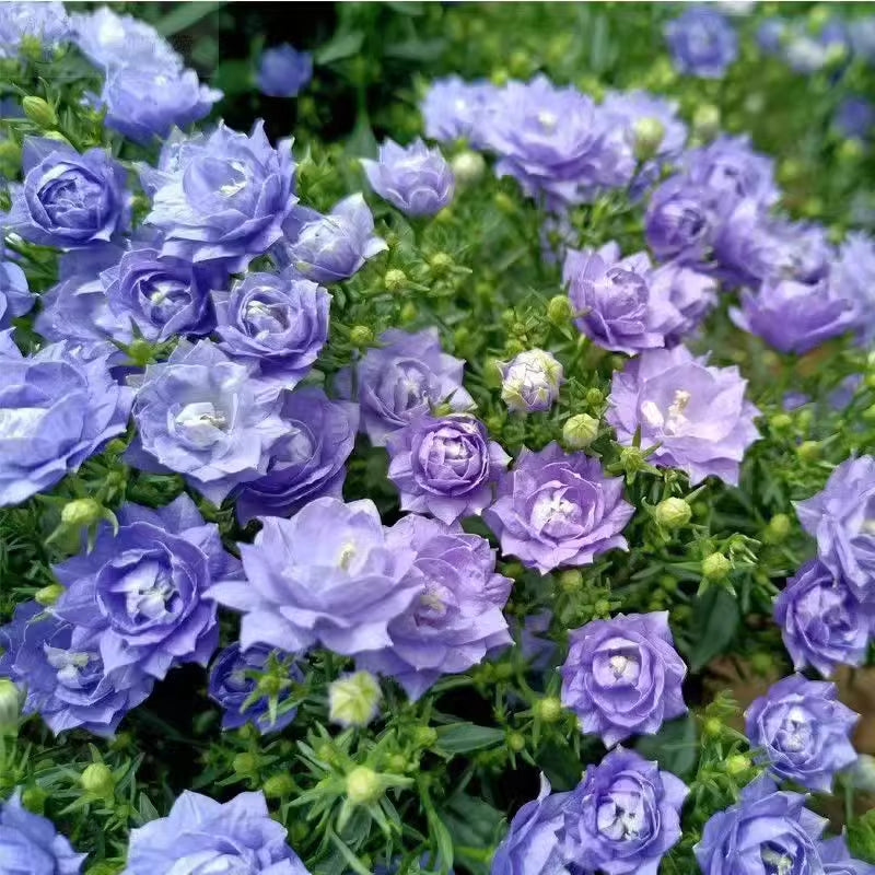 Semillas de Campanilla Doble