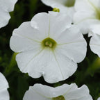 Semillas de Petunia Blanca Shock Wave