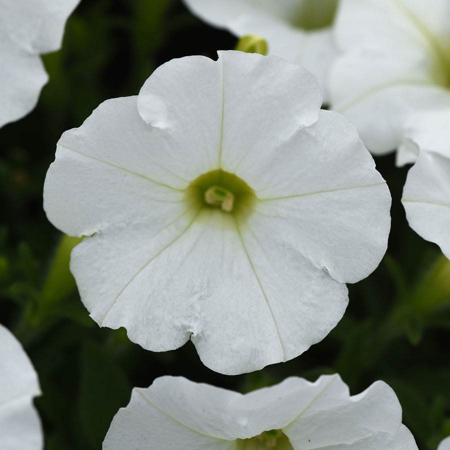 Semillas de Petunia Blanca Shock Wave