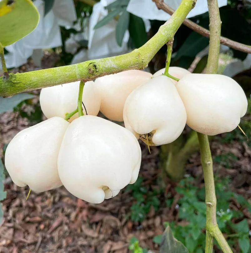 Semilla de bruma de loto de jade blanco🍹
