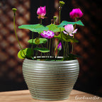 Bowl Lotus Nutrient Solution -Universal Water Soluble Fertilizer