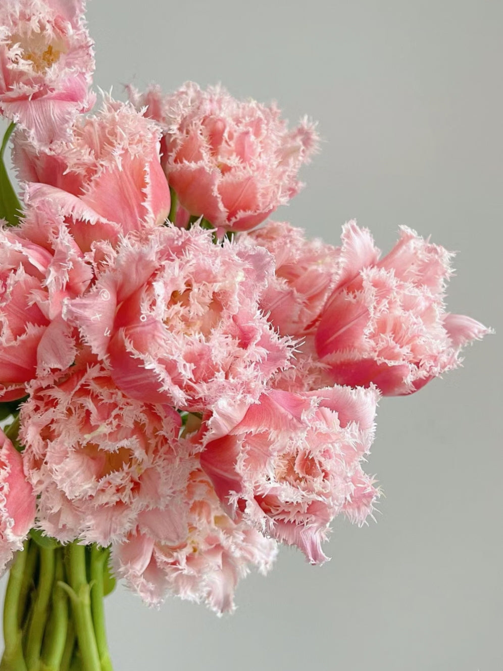 Semillas de tulipán de color raro para bonsái