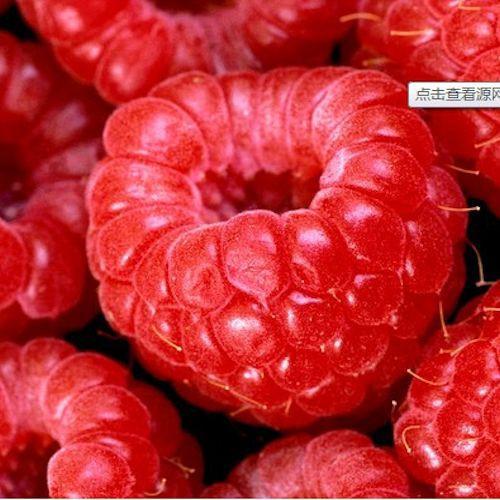 Cuatro Semillas Mixtas de Frutas Rojas Frescas