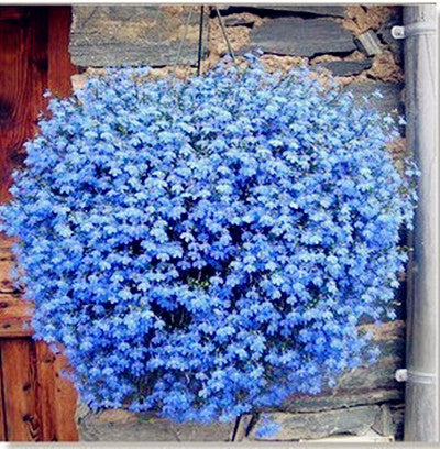 Semillas de Lobelia - Una de las mejores plantas para bordes