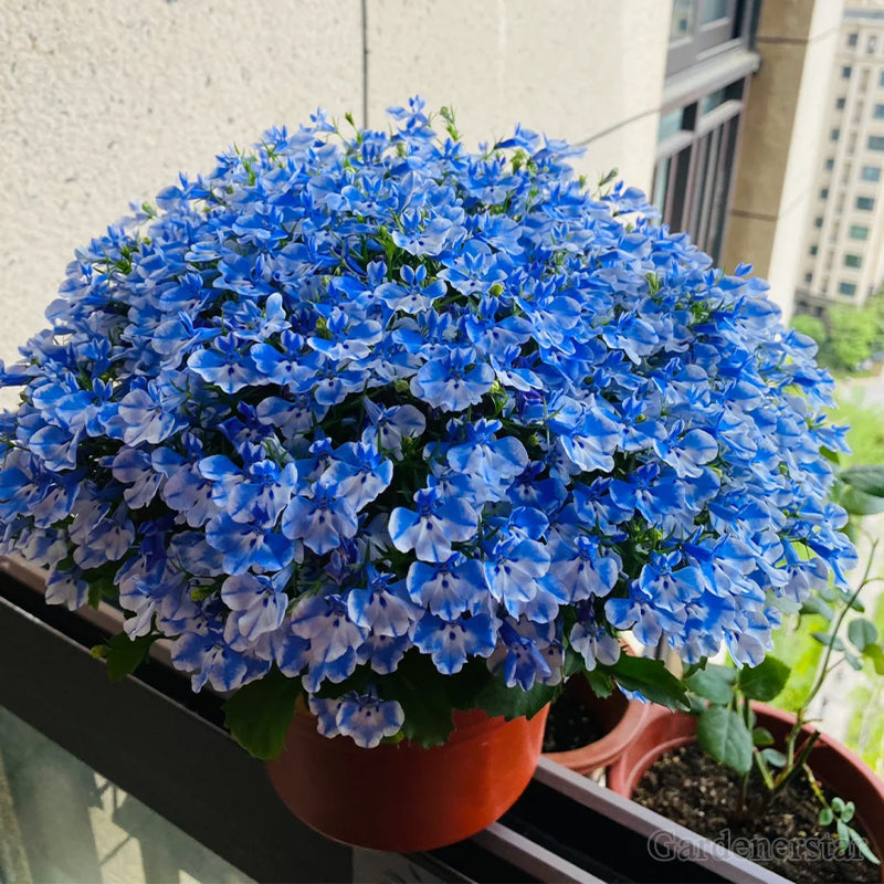 🌈Planta Tapizante Óptima✨Semillas de Lobelia Erinus Rastrera