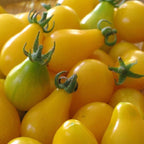 🔥50% de descuento🔥-Semillas de Tomate Pera Amarillo