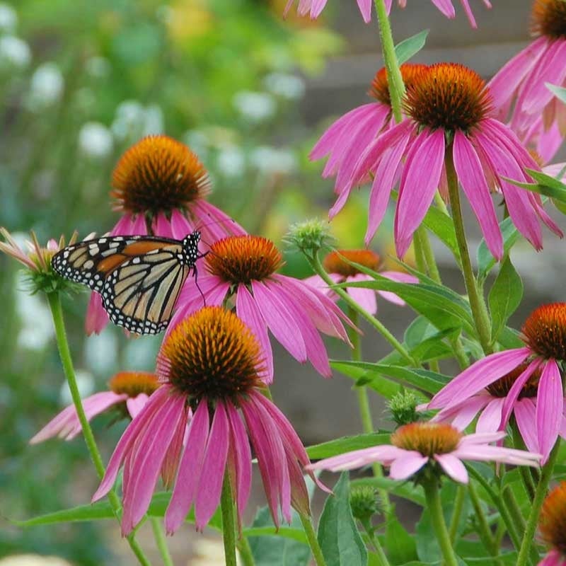 Mezcla de semillas de flores silvestres para mariposa monarca