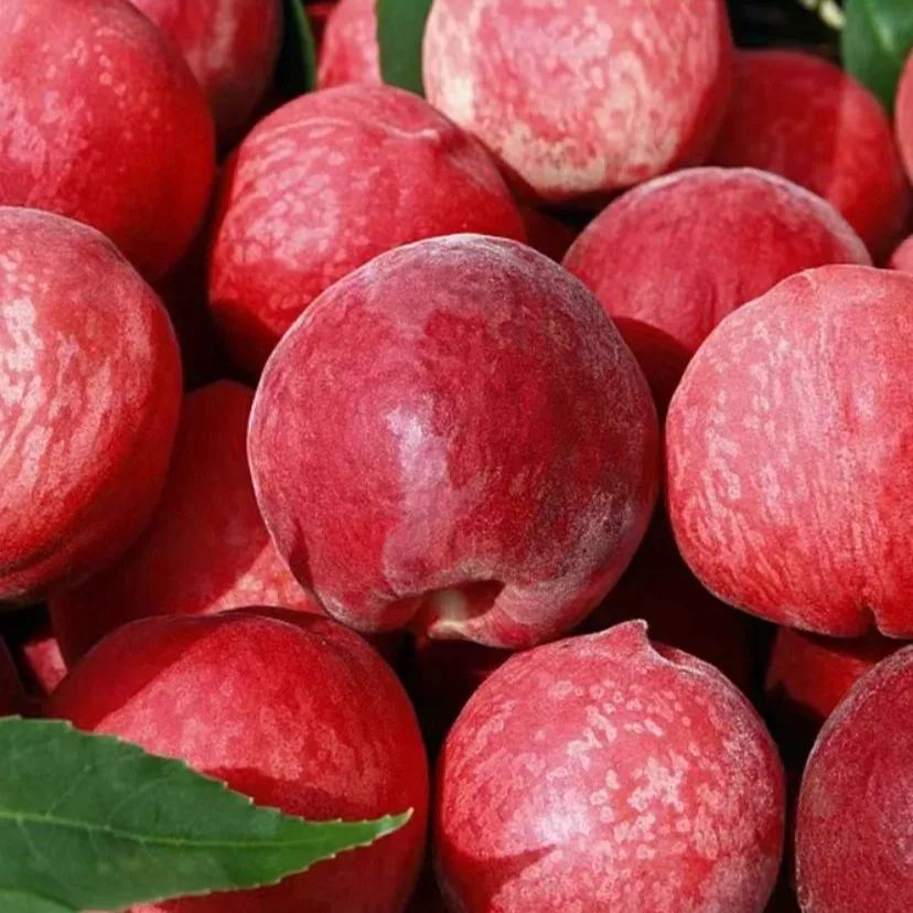 Semillas de melocotón de sangre
