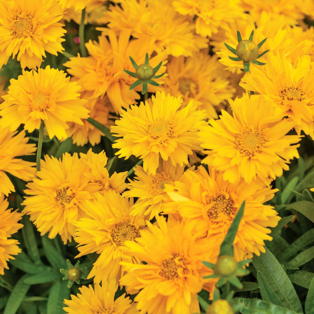 🌸Semillas de Cosmos Doble-Flor de la Felicidad