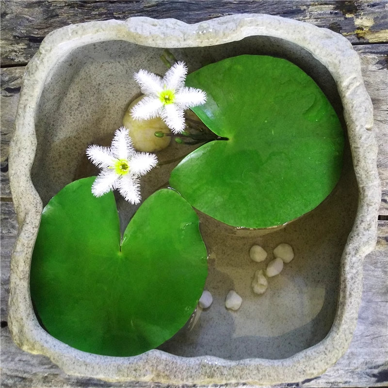 Nenúfar copo de nieve (*Nymphoides indica*)