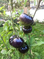 Tomate Giant Black Beauty