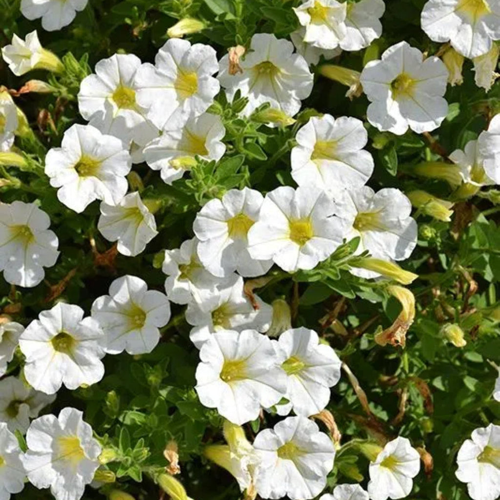 🌸Semillas de petunia