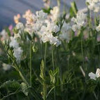 SEMILLA DE GUISANTE DE OLOR BODA REAL