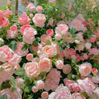 [ Repeat Blooming]🌹Climbing Rose Seeds - Luck Rises