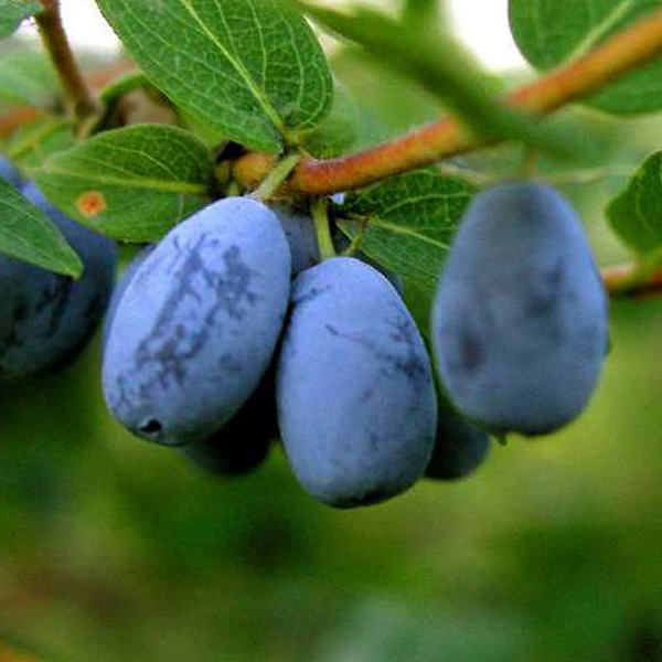 Semillas de fruta de Lonicera Caerulea