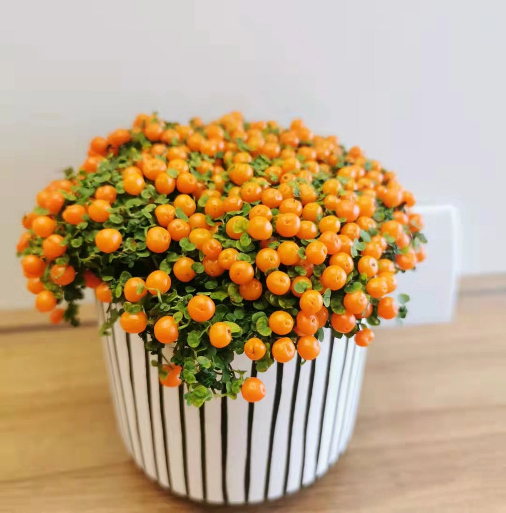 Planta suculenta en maceta 'Pearl Orange'