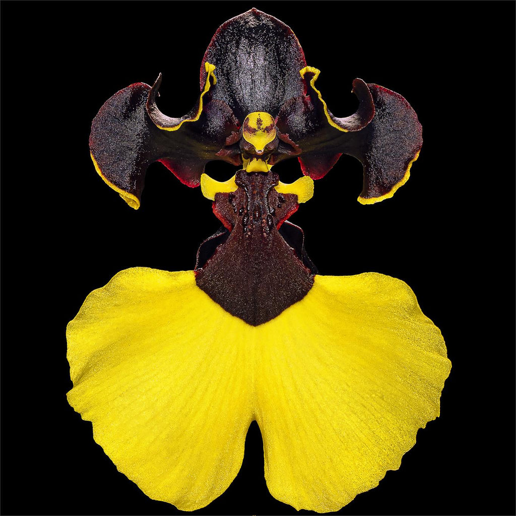 Semillas raras de orquídeas Oncidium - Jiaho Queen