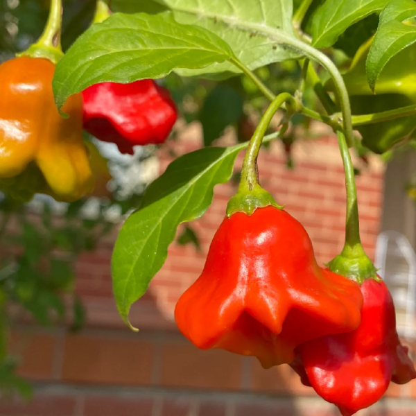 Semillas de pimiento "Corona de Obispo" (Capsicum baccatum)