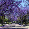 Semillas de jacarandá