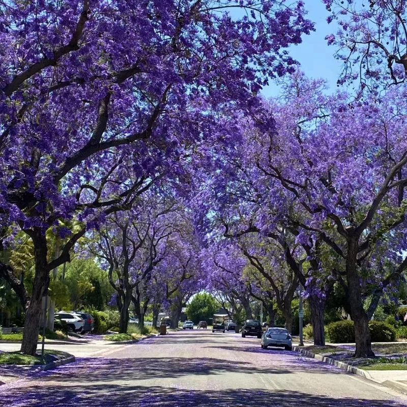 Semillas de jacarandá