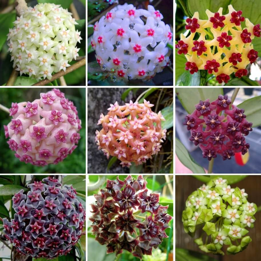 ⭐️Semillas de flores Hoya Carnosa | Bola de flores en forma de estrella
