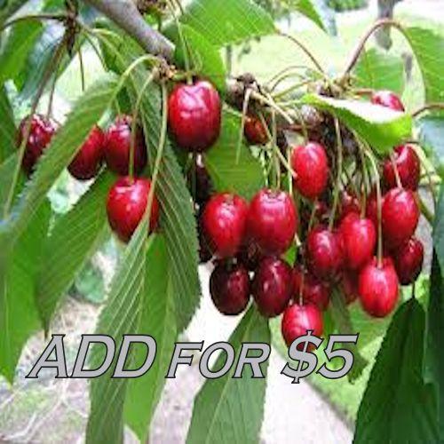 Cuatro Semillas Mixtas de Frutas Rojas Frescas