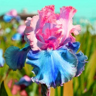 Twilight Blaze-Rare Iris Bulbs⚜️