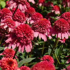 Coneflower Seeds (Echinacea)