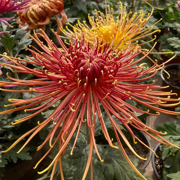 Semillas raras de crisantemo dorado - Flor de la longevidad💞