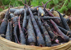 Black Nebula Carrot