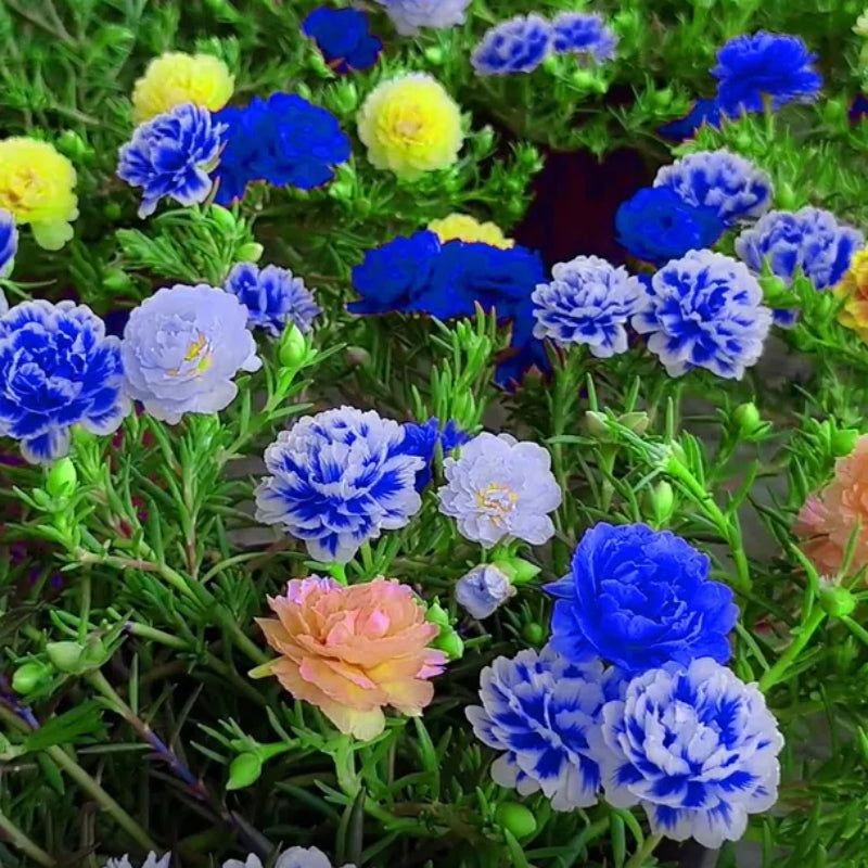 💙 Semillas de flores de portulaca multicolor