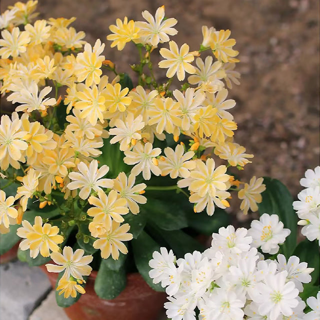 Semillas de flores de Lewisia Cotyledon