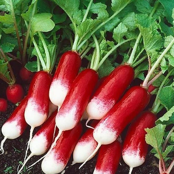 Semillas de rábano francés