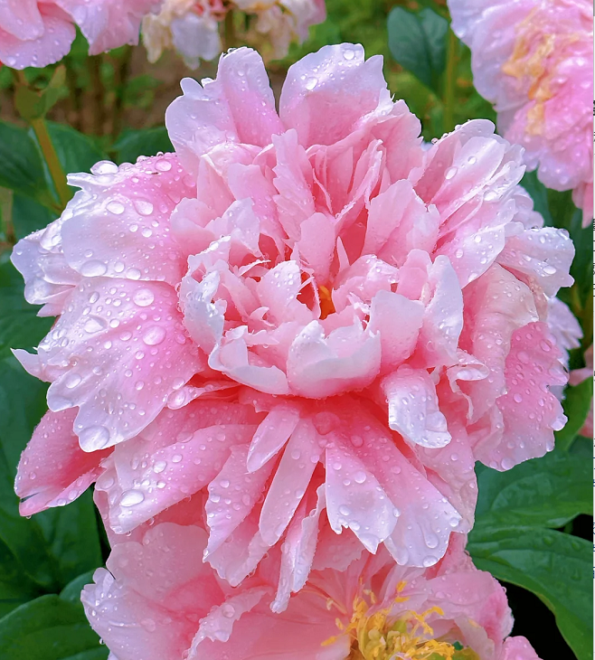 🌺Peonía doble multicolor: La impresionante flor del tiempo