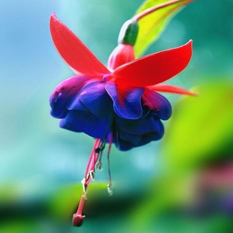 Semillas de flores de fucsia, semillas de flores de linterna, semillas de flores bonsái