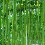 Long Sponge Gourd Seeds