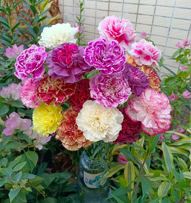 Semillas de Clavel Multicolor