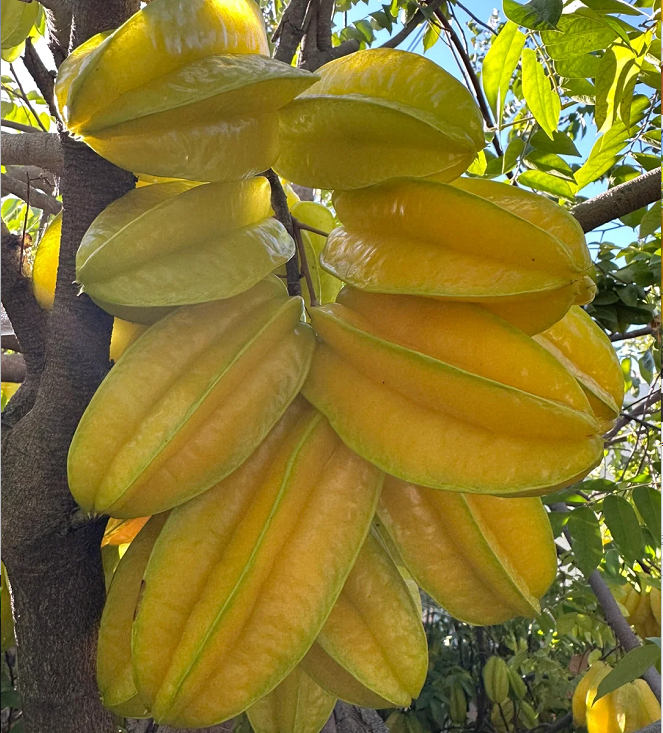 Semillas de carambola Four Seasons
