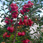 Semillas de Mini Manzana Xantolis Stenosepala