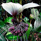 Semillas de flor de murciélago blanca exótica rara | Tacca Integrifolia