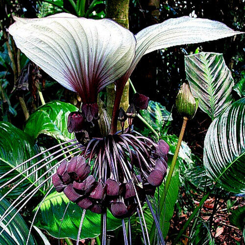 Semillas de flor de murciélago blanca exótica rara | Tacca Integrifolia