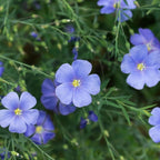 Semillas de Lino Azul Perenne, Linum Perenne