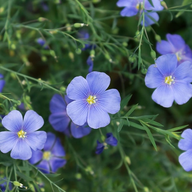 Semillas de Lino Azul Perenne, Linum Perenne